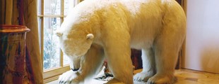NANOQ - Hvide Bjørn