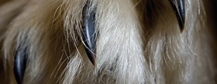 OPLEV NORDATLANTEN - indskoling