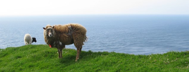 Færøernes (g)uld