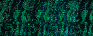 LYSSTOF - Den magiske natur