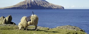 SHEEPVIEW - GÅ-HJEM-MØDE