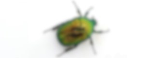 BUGS WITH TEETH — teaterforestilling